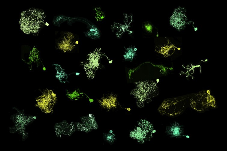 Interneuron diversity sheds light on neural cell death control